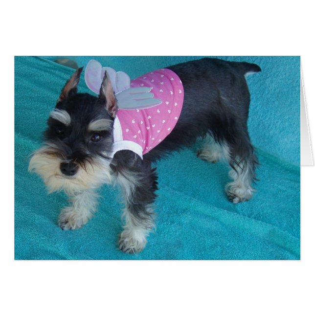 Schnauzer-Engels-Augen (Vorderseite (Horizontal))