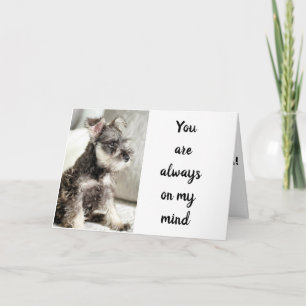 SCHNAUZER * ERKLÄRT LIEBE** ZU "VALENTINE WISH" KARTE