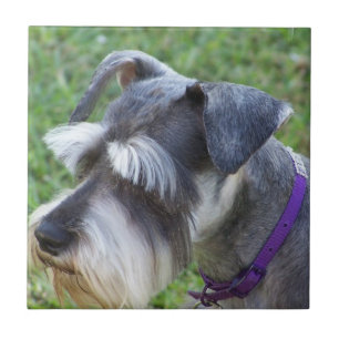 Schnauzer Fliese oder Trivet