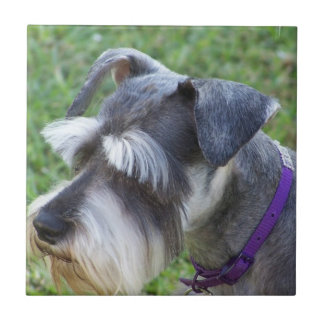 Schnauzer Fliese oder Trivet
