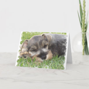 Schnauzer-Grußkarte schnüffeln Karte