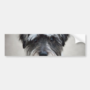 Schnauzer-HundeAutoaufkleber Autoaufkleber
