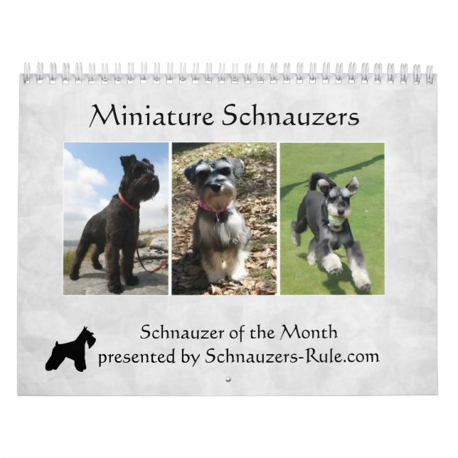 Schnauzer-Kalender 2016 Kalender (Titelbild)