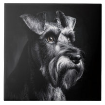 Schnauzer Monochromes Porträt