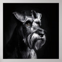 Schnauzer monochromes Porträt