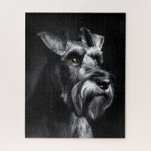Schnauzer Monochromes Porträt