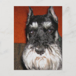 Schnauzer Postcard Postkarte