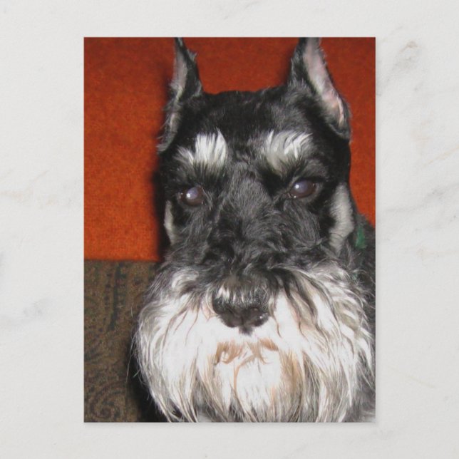 Schnauzer Postcard Postkarte (Vorderseite)