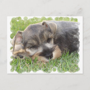 Schnauzer Postkarte