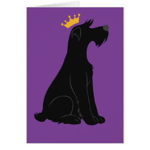 Schnauzer Prince