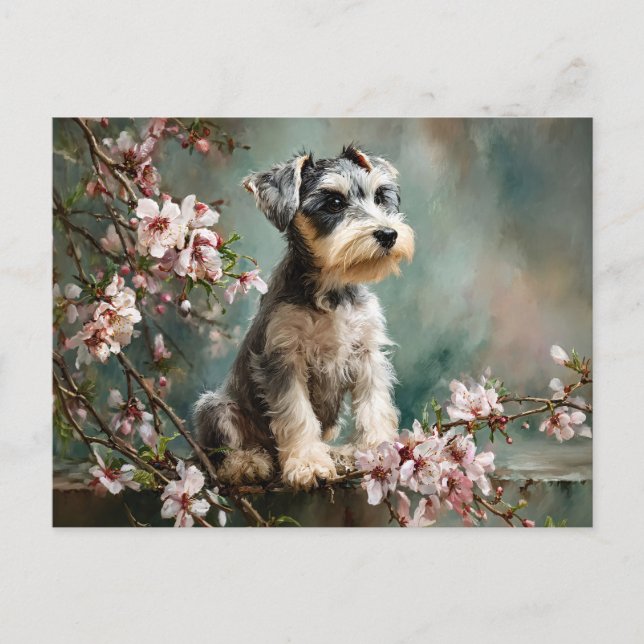 Schnauzer Puppy Among Spring Cherry Blossoms Postkarte (Vorderseite)