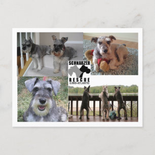 Schnauzer-Rettungs-Postkarte Postkarte