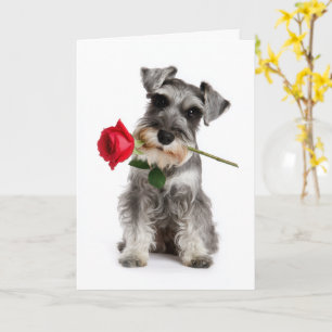 Schnauzer Valentine – Treue Liebe mit einer Rose Karte