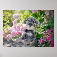 Schnauzer Welpe im blühenden Garten