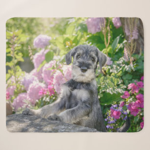 Schnauzer Welpe im blühenden Garten Sherpadecke