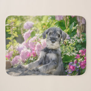 Schnauzer Welpe im blühenden Garten Sherpadecke