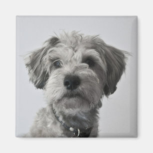 Schnauzer Welpe Portrait Foto Magnet