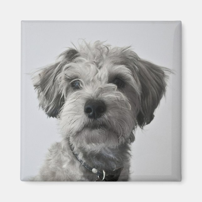 Schnauzer Welpe Portrait Foto Magnet (Vorne)