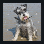 Schnauzerminiaturhundeniedliches Foto am Strand, Quadratische Wanduhr<br><div class="desc">Schönes Foto eines niedlichen Miniaturschnauzerhundes an der Strandwanduhr.  große Geschenkidee für Hundeliebhaber</div>