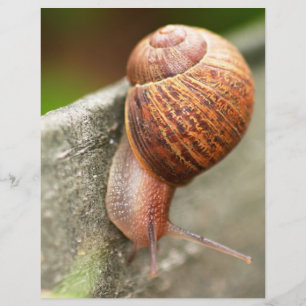 Schnecke