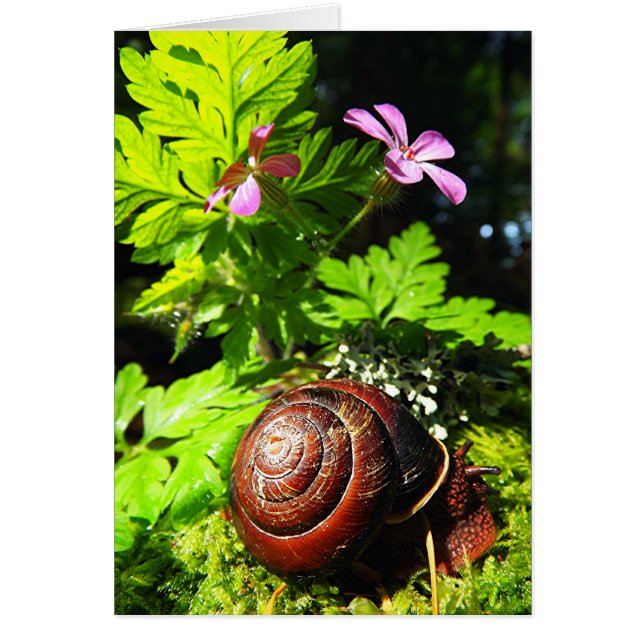Schnecke (Vorne)