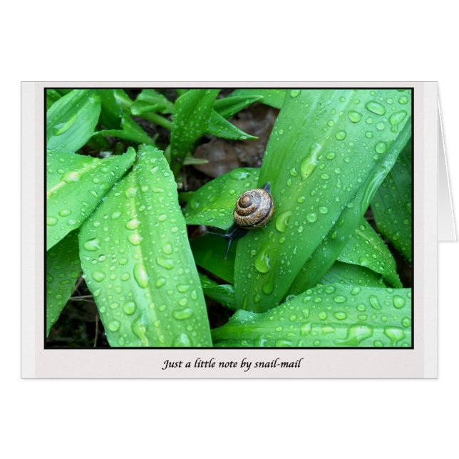 Schnecke (Vorderseite (Horizontal))