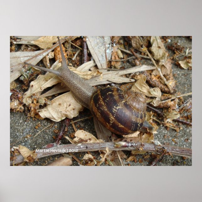 Schnecke auf der Strecke Poster (Vorne)