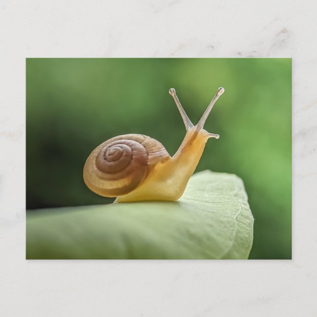 Schnecke auf einem Blatt Postkarte (Vorderseite)