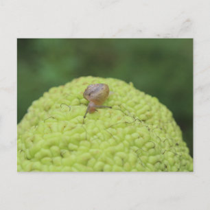 Schnecke auf einem Hedgeapfel #5 Postkarte