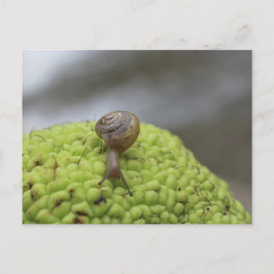 Schnecke auf einem Hedgeapfel #7 Postkarte