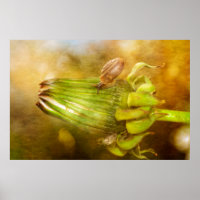 Schnecke auf Löwenzahn