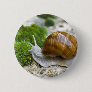Schnecke aus Burgund Button