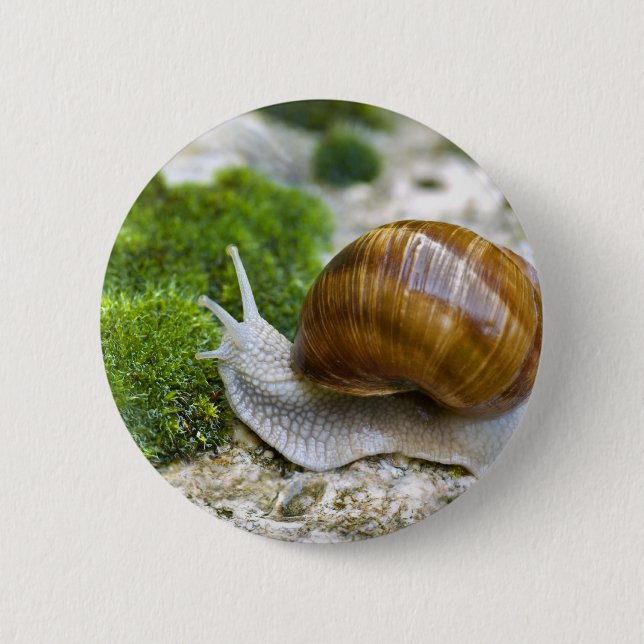 Schnecke aus Burgund Button (Vorderseite)