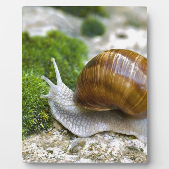 Schnecke aus Burgund Fotoplatte (Vorderseite)