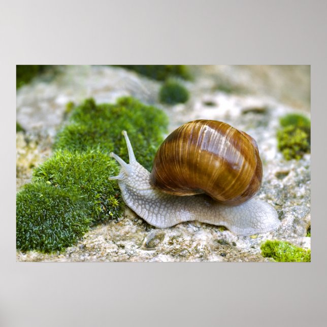 Schnecke aus Burgund Poster (Vorne)