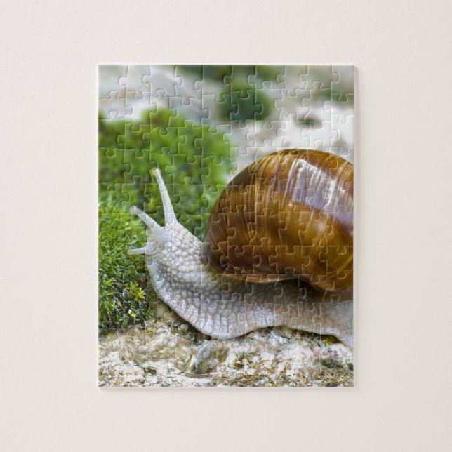 Schnecke aus Burgund Puzzle (Vertikal)