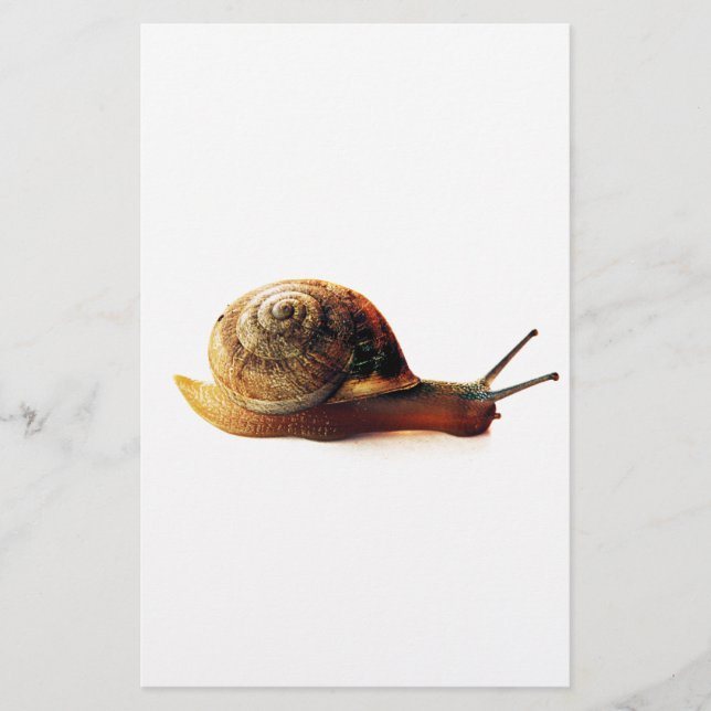 Schnecke Briefpapier (Vorderseite)