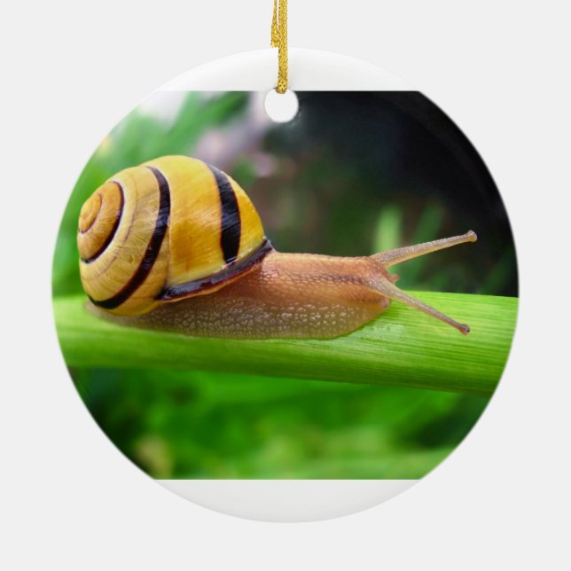 Schnecke Browns lippige Cepaea Nemoralis Keramik Ornament (Hinten)