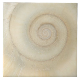 Schnecke - Conchologie - Weiße Spirale Fliese