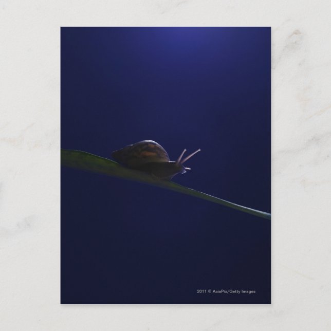 Schnecke, die auf einem Glied ausgeht Postkarte (Vorderseite)