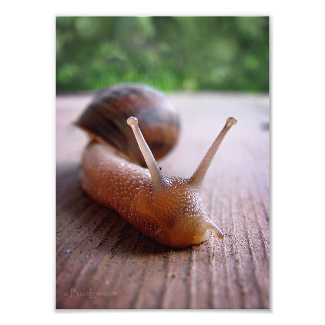 Schnecke Fotodruck (Vorne)