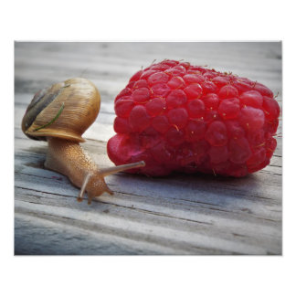 Schnecke Fotodruck