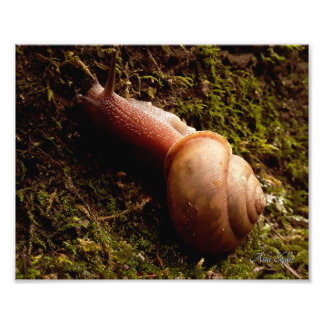 Schnecke Fotodruck