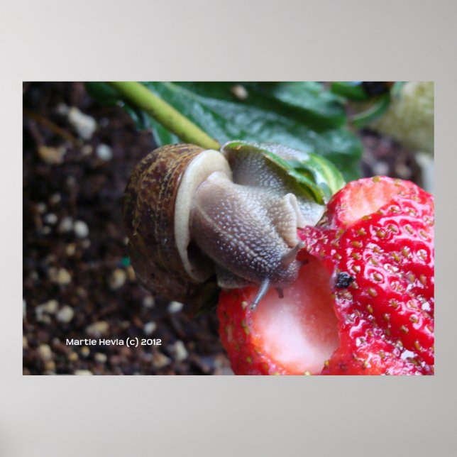 Schnecke frisst Strawberry Poster (Vorne)