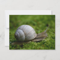 Schnecke in Vegetation