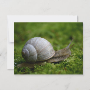 Schnecke in Vegetation Postkarte