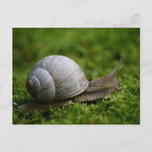 Schnecke in Vegetation Postkarte (Vorderseite)