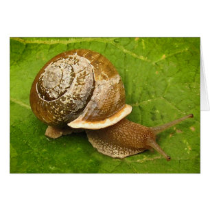 Schnecke-leere Karte