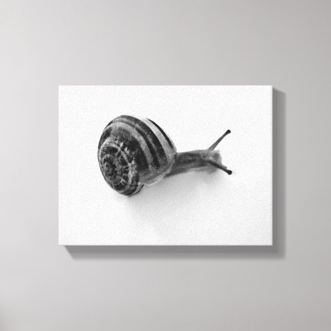 Schnecke Leinwanddruck (Vorderseite)