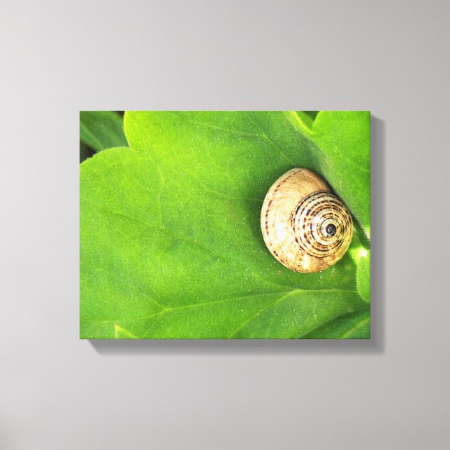 Schnecke Leinwanddruck (Vorderseite)